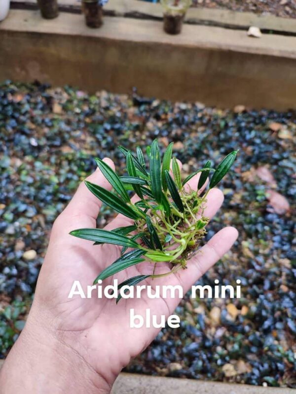 Aridarum mini blue