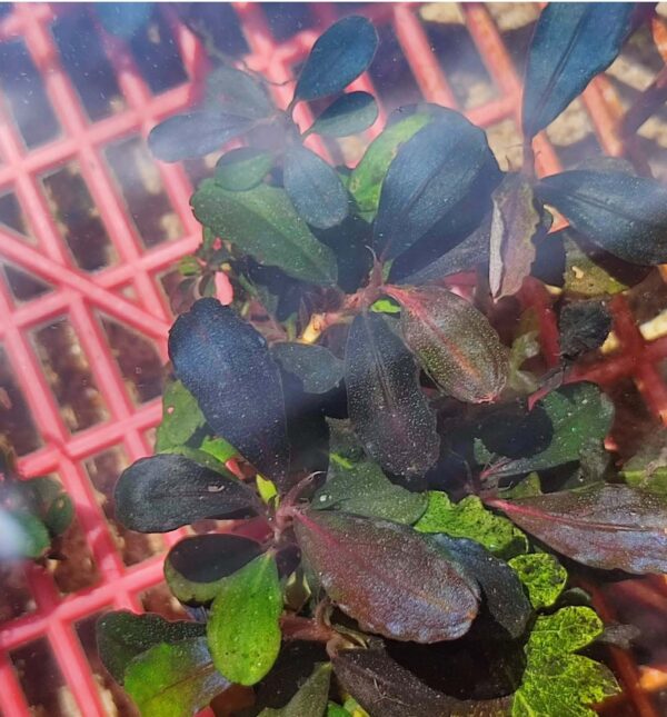 Bucephalandra Brownie Brown