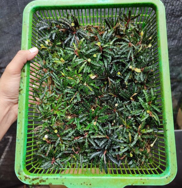 Bucephalandra Crocodile