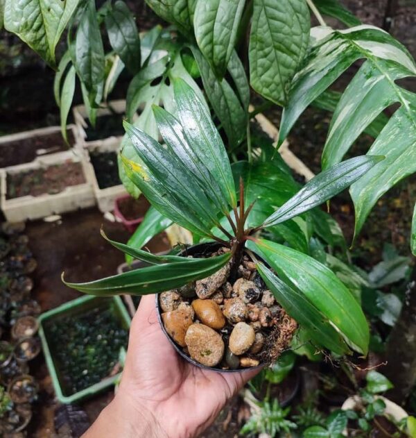 Bucephalandra Goliath