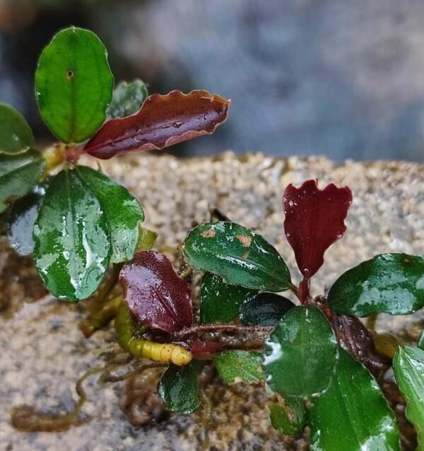 Bucephalandra Kirroyale