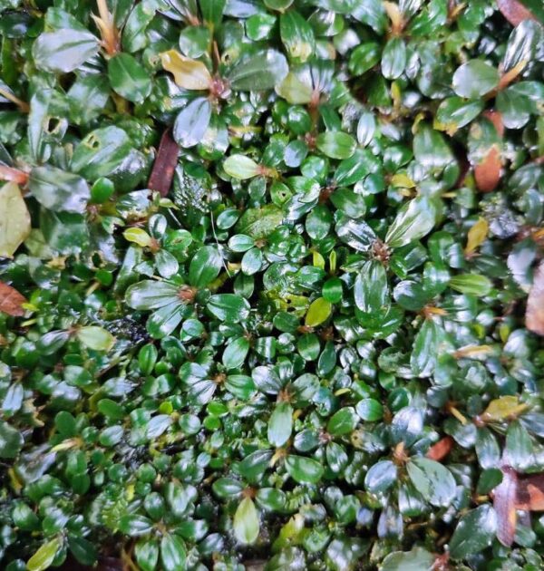 Bucephalandra Mini Kayu Lapis