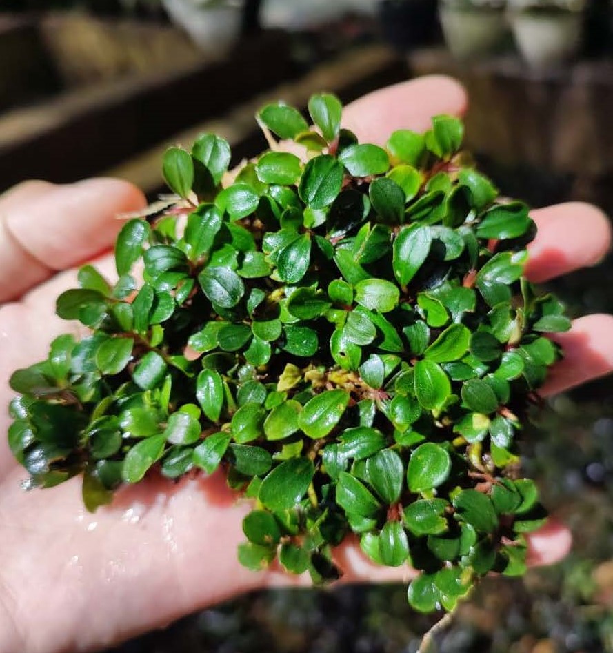 ブセファランドラ sp. Mini Coin Bucephalandra Mini Coin — Buce Plant