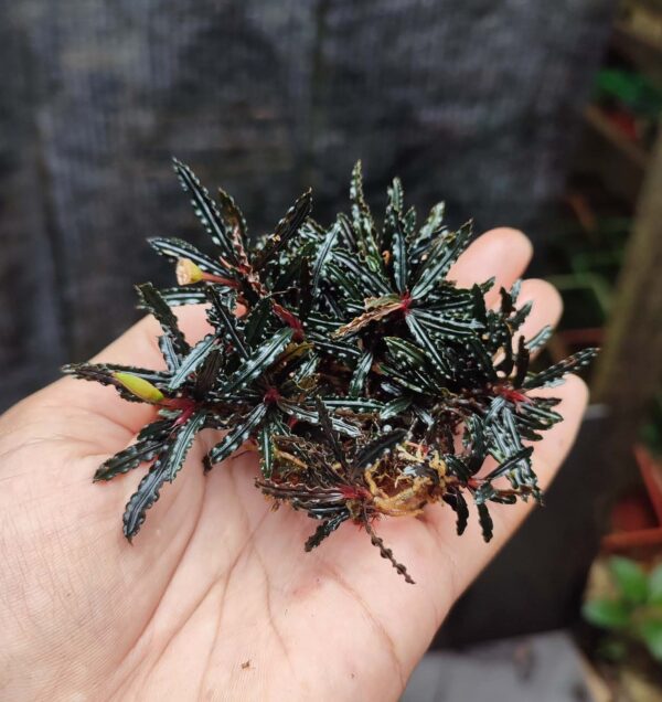 Bucephalandra Mini Velvet