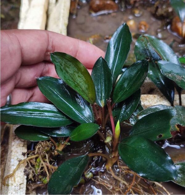 Bucephalandra Monteylena