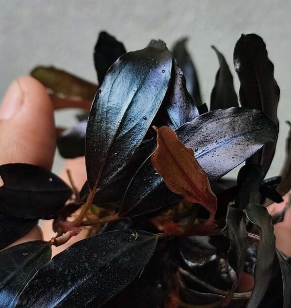 Bucephalandra Pinoh Blue