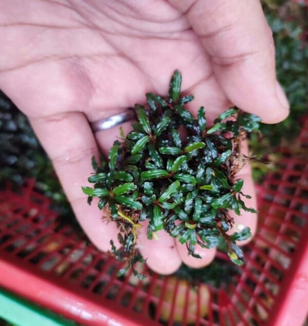 Bucephalandra Needle Leaf
