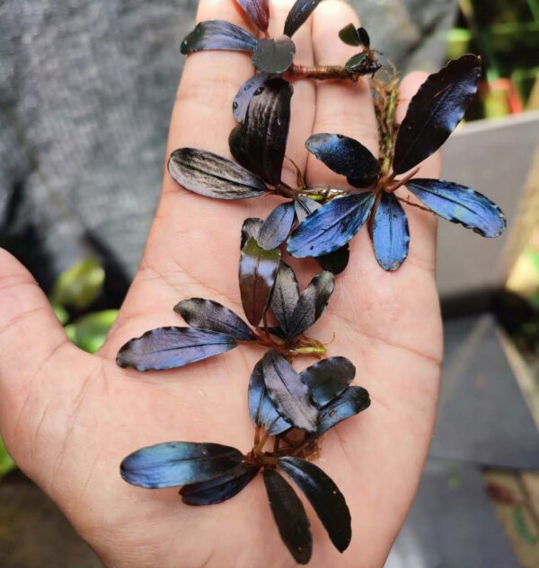 Bucephalandra Oval shiny