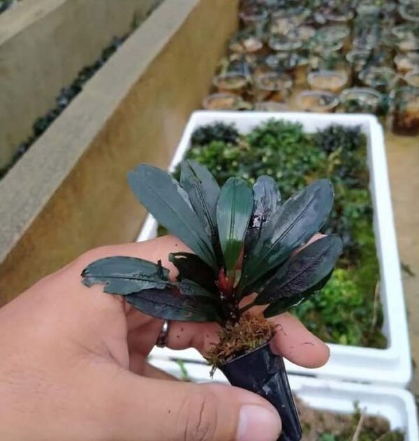 Bucephalandra Paris