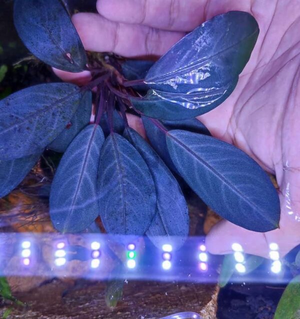 Bucephalandra Pearl Grey