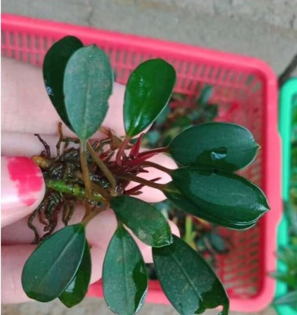 Bucephalandra Penelope