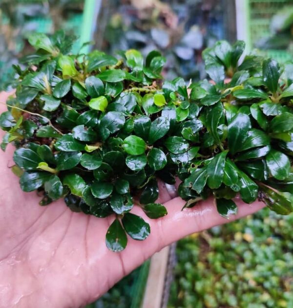 Bucephalandra Pigmea Kapit