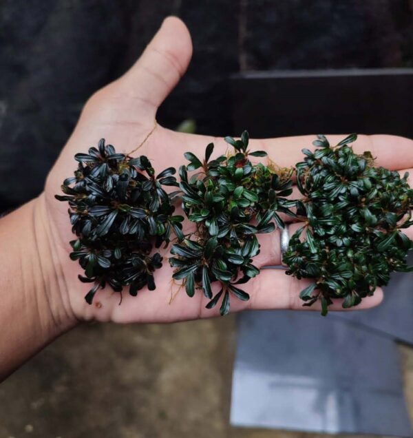 Bucephalandra Pigmea Rajang