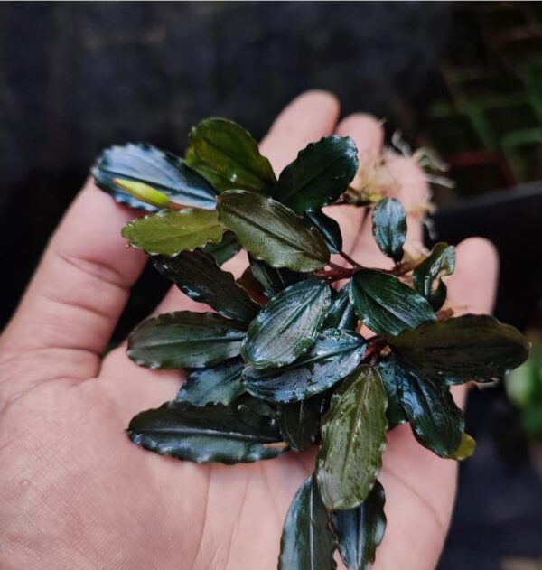 Bucephalandra Purple Diamond