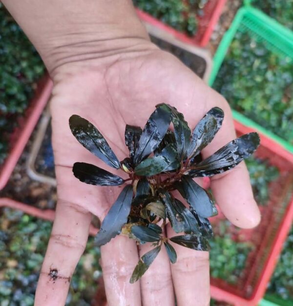 Bucephalandra Red Line
