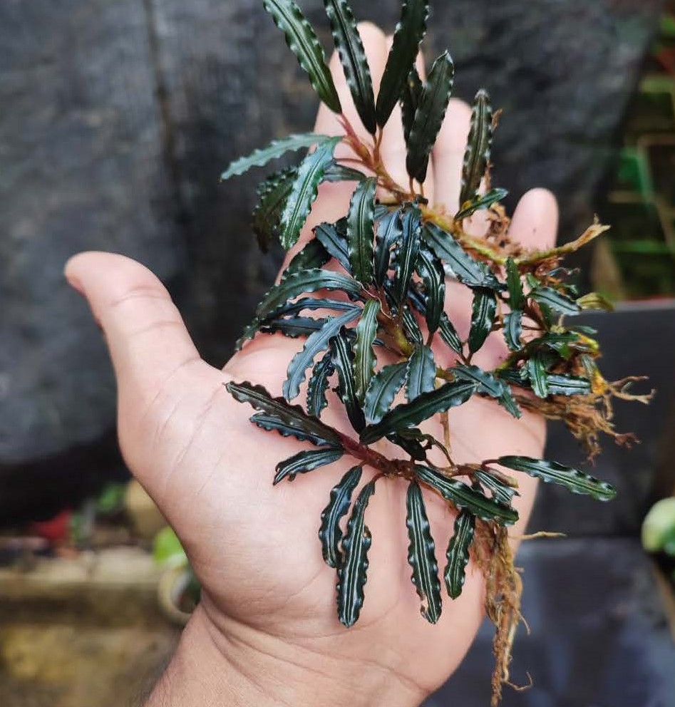 Bucephalandra Red Thorn