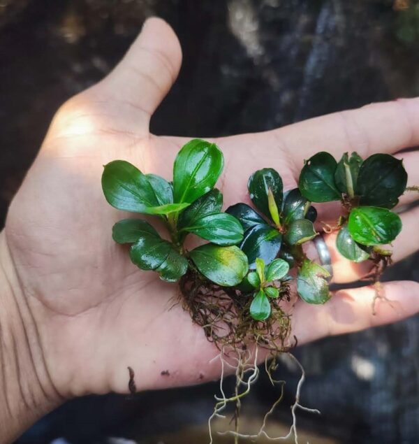 Bucephalandra round Kapit