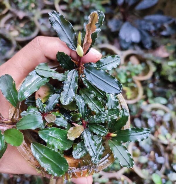 Bucephalandra Sekadau Seris