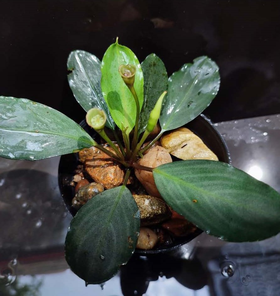 Bucephalandra Silver