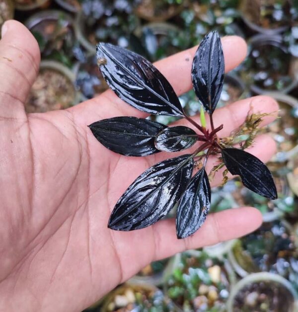 Bucephalandra Skeleton King