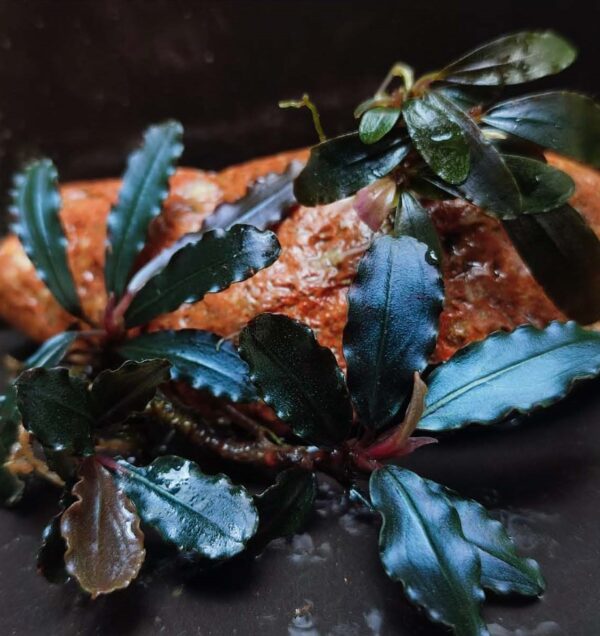 Bucephalandra Sweet Maharani