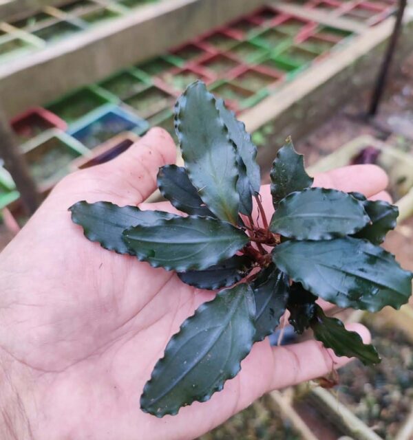 Bucephalandra Theia