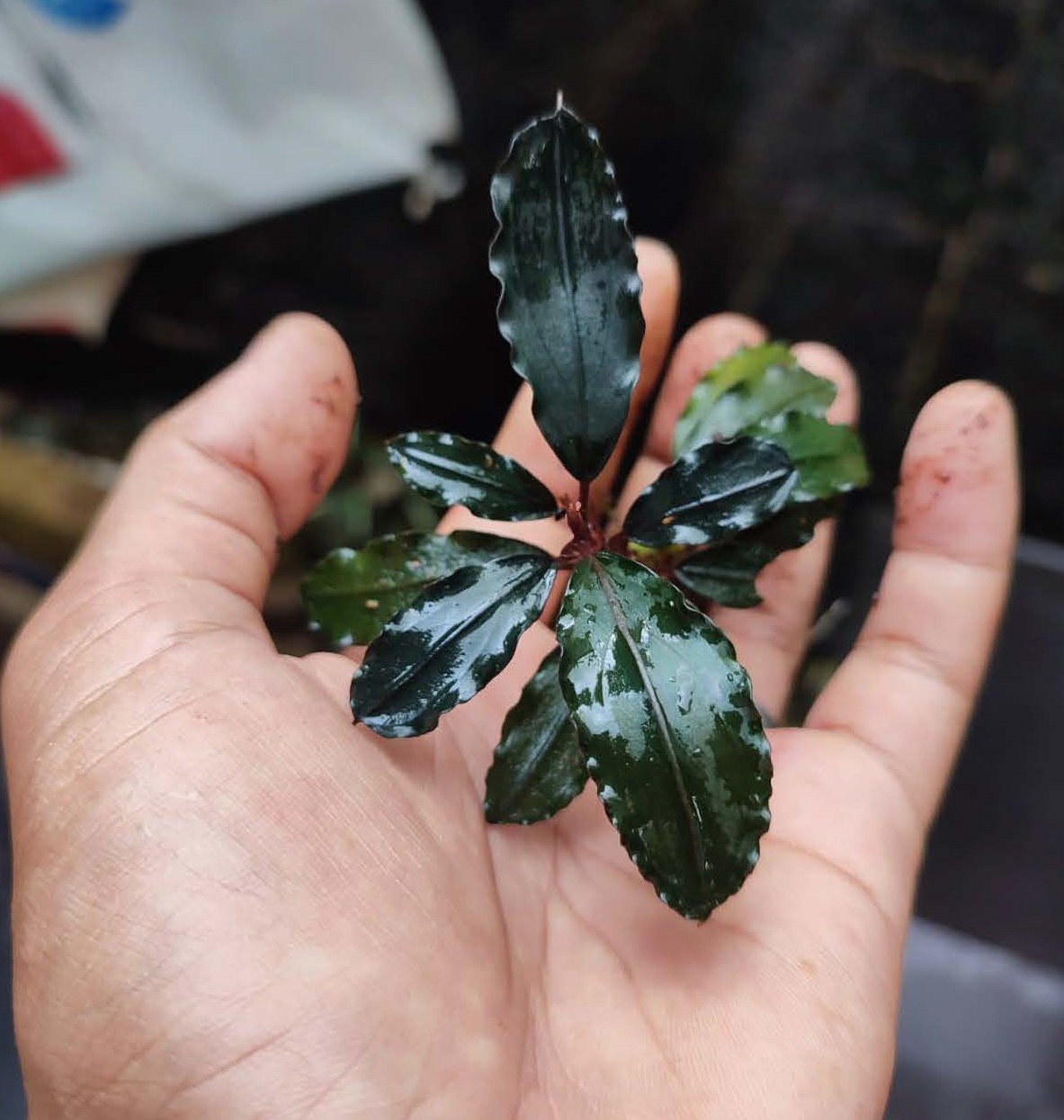 Bucephalandra Theia Red