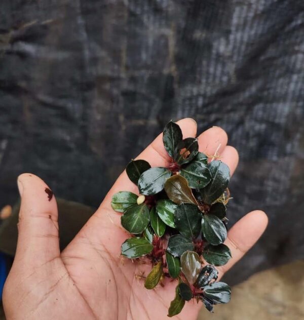 Bucephalandra UFO
