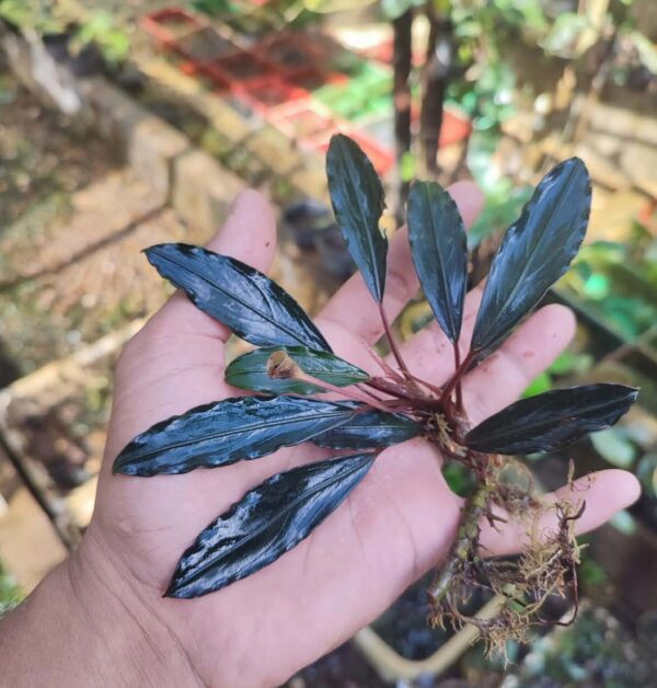 Bucephalandra Ultra malefica