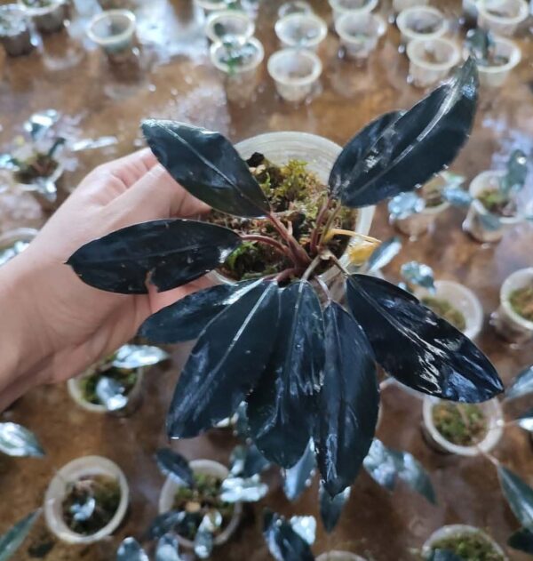 Bucephalandra Ulysses