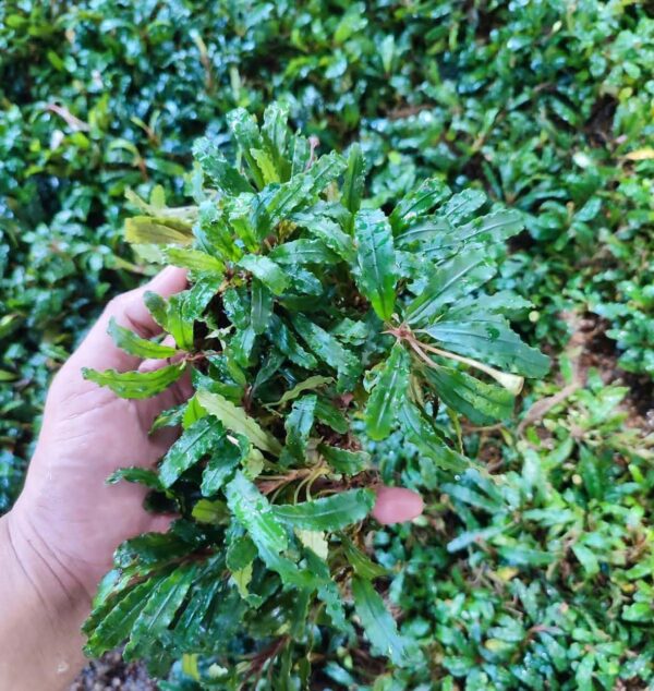 Bucephalandra Velvet