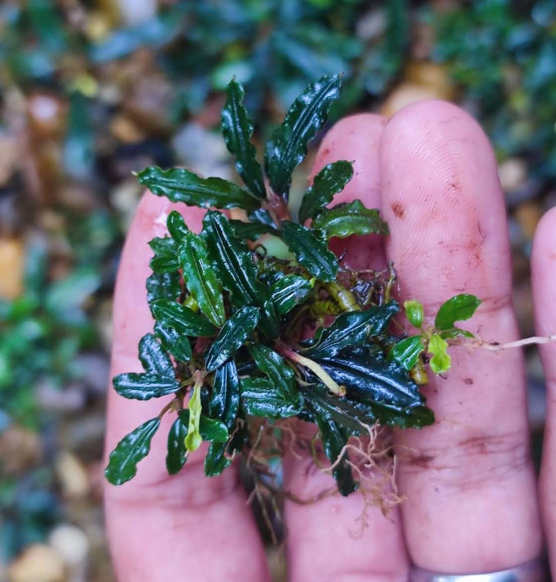 Bucephalandra Xerxes