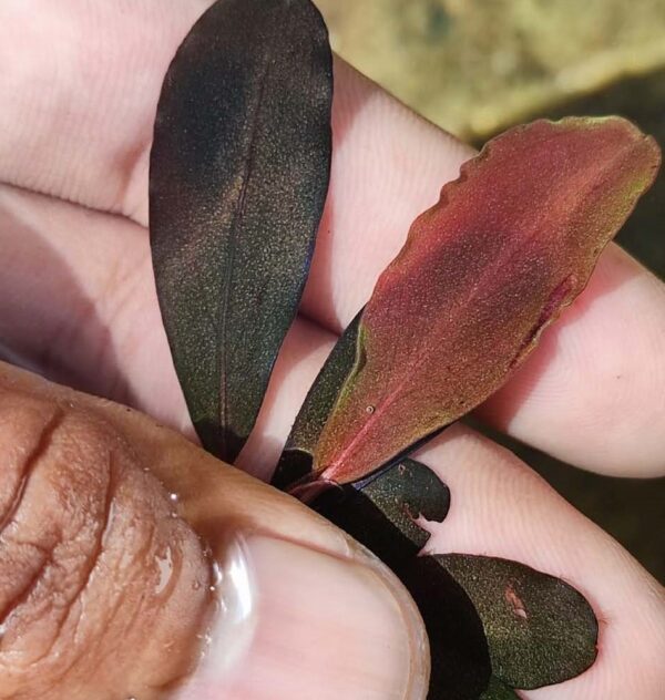 Bucephalandra Red Angels